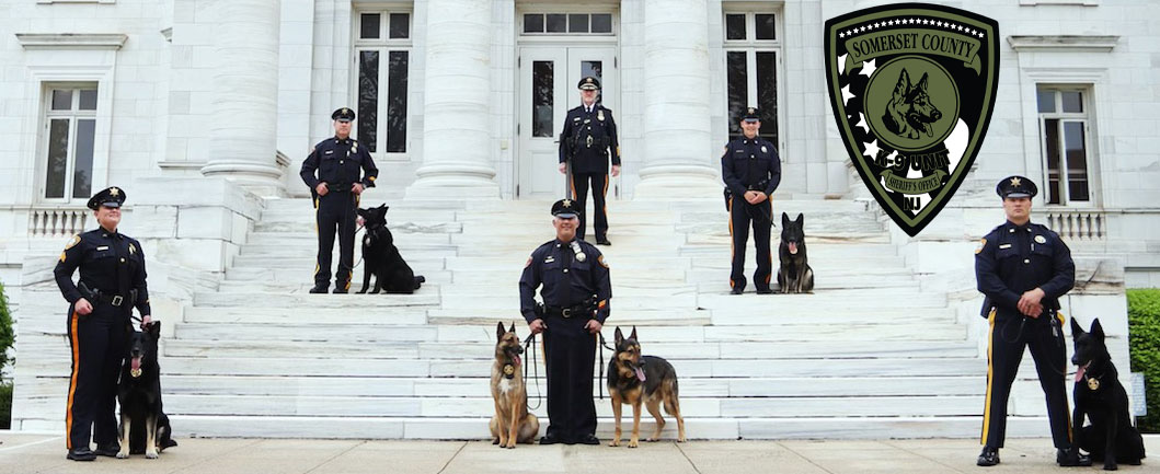 K9s with handlers and Sheriff Russo on Courthouse steps