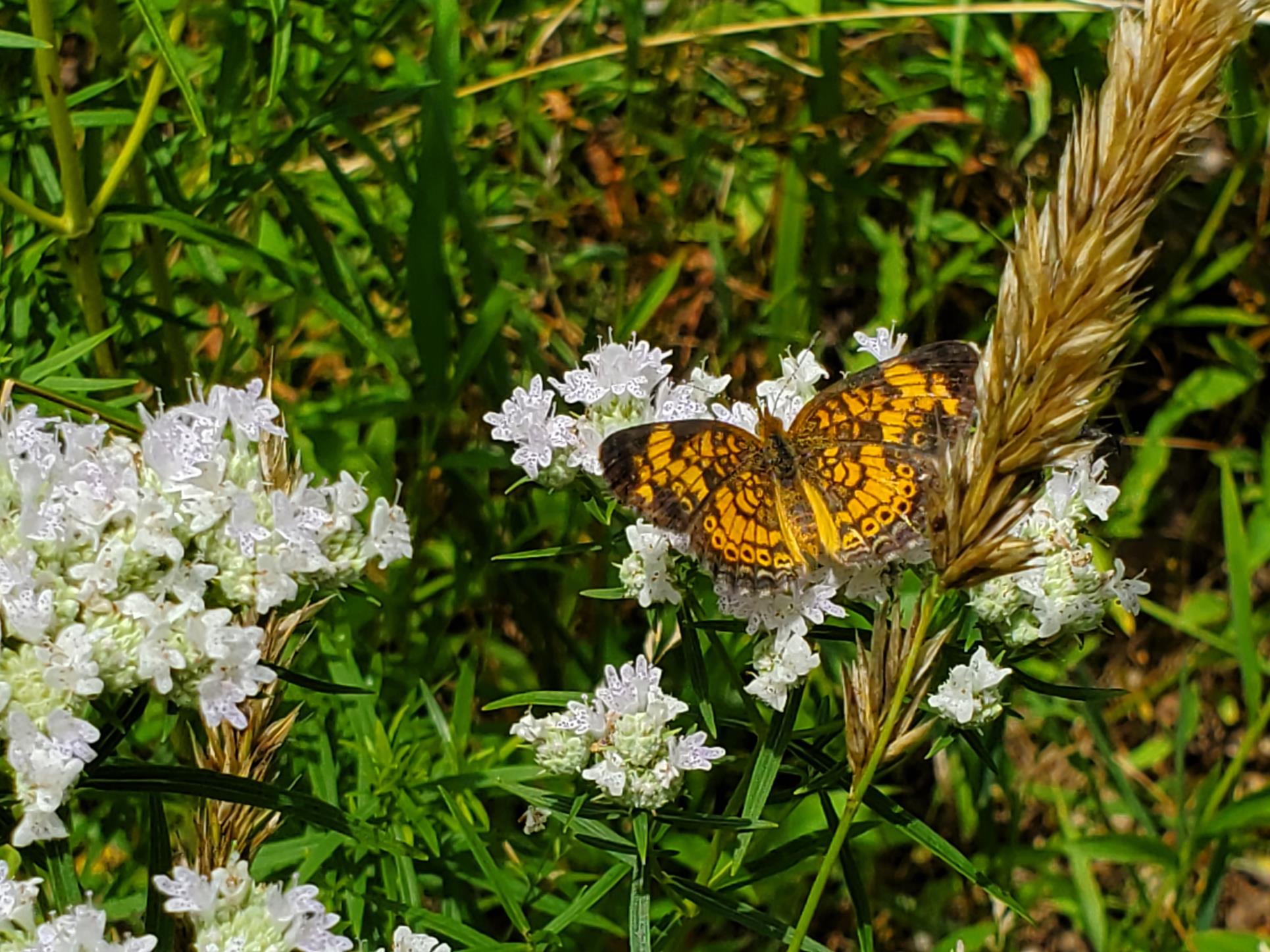 Open Space Butterfly