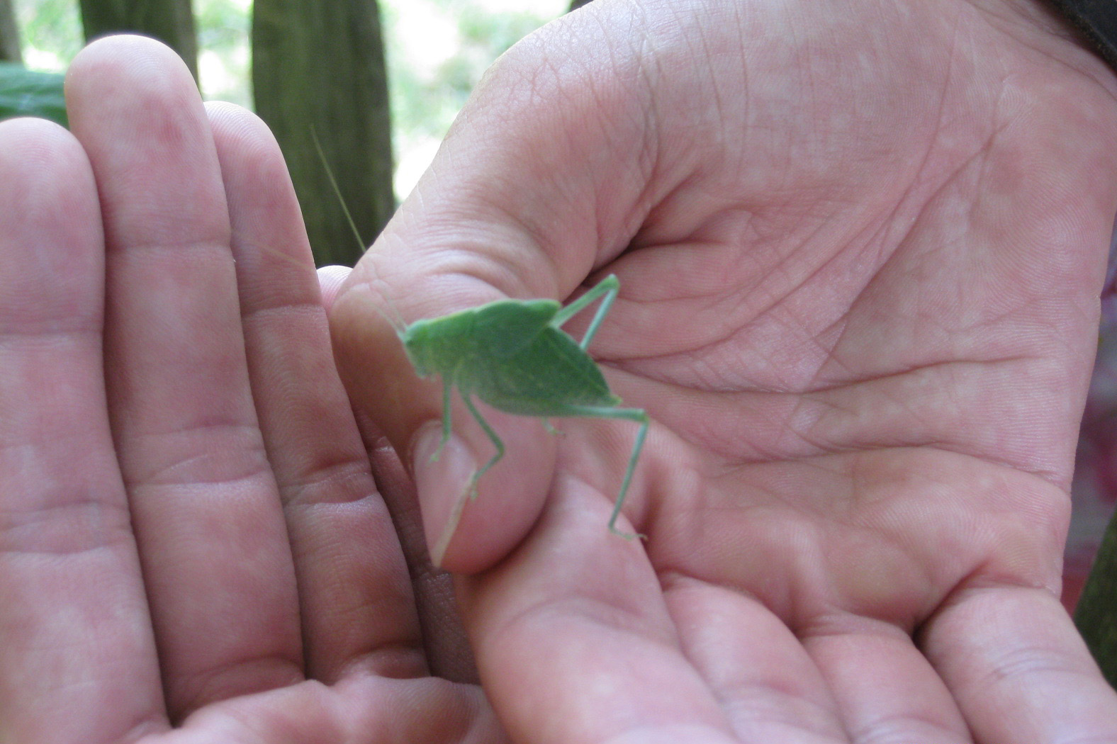 EEC Nature Program Katydid