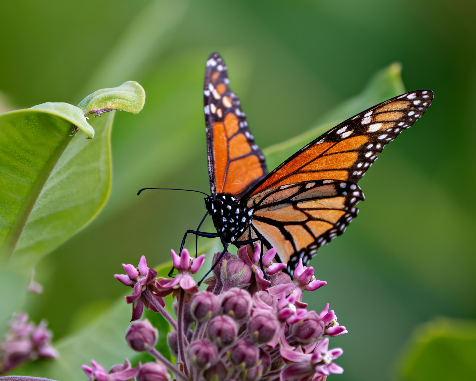 Monarch - Getty