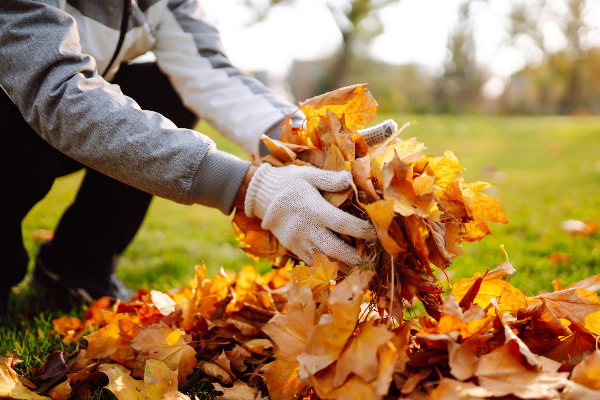 Leaf Clean Up