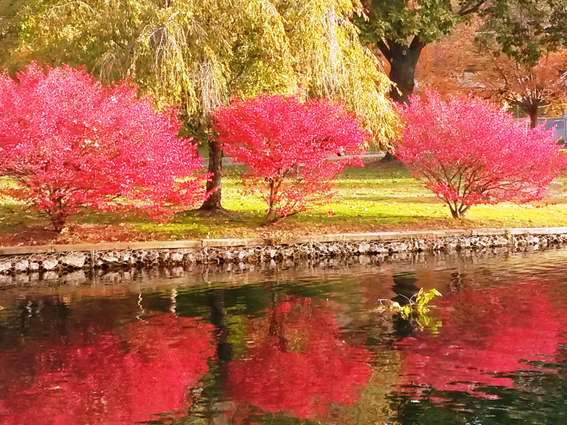 pond and autumn color Peapack and Gladstone