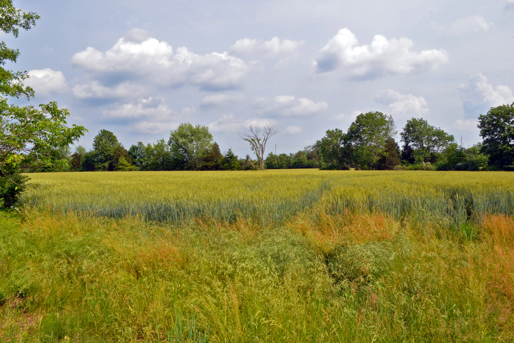 Pleasant View Road Tract-Montgomery