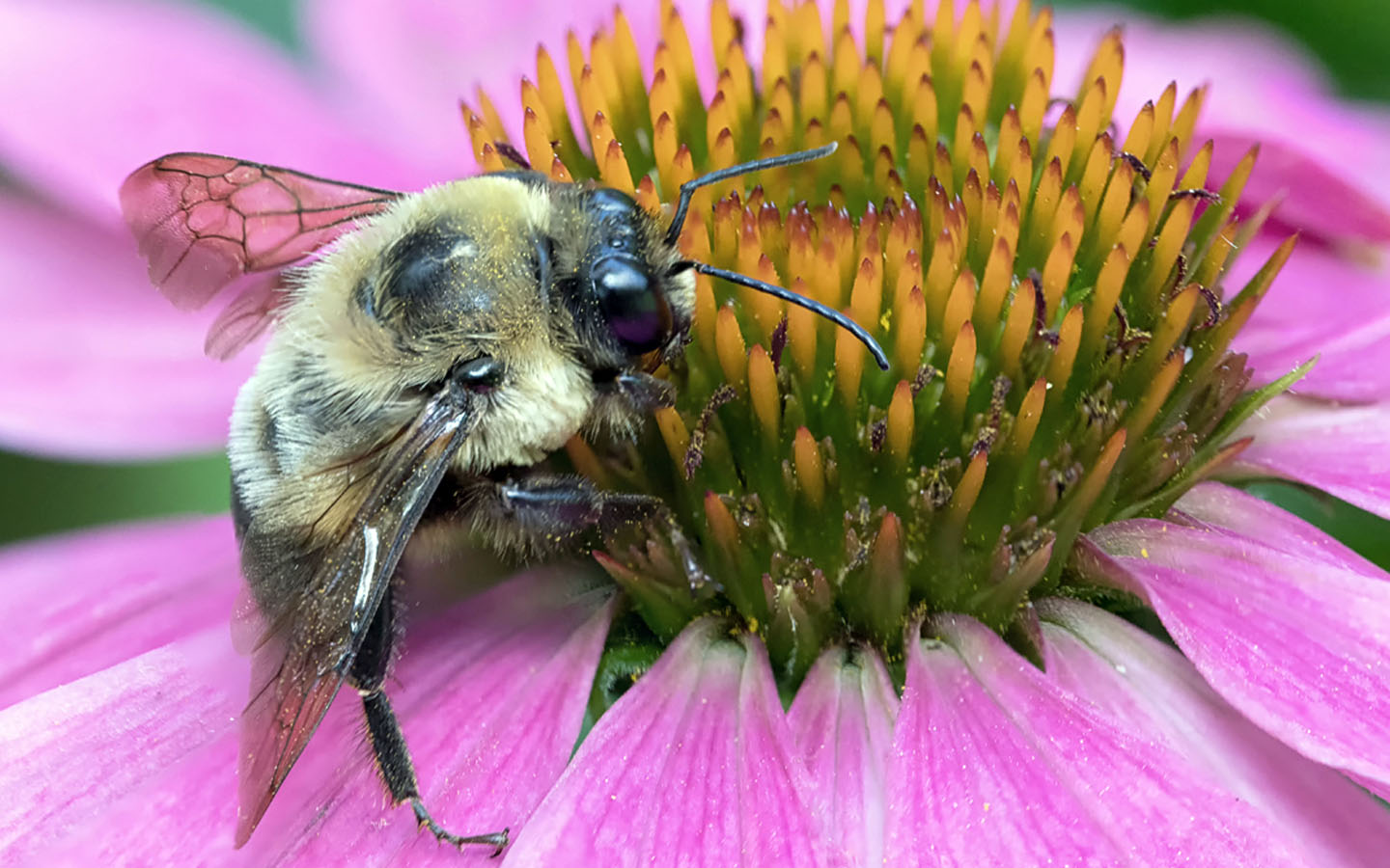 Somerset County Through YOUR Camera Lens 2018 Photo Contest, 1st Place Natural Environment & Overall Winner (Amateur), by Judith Sedlak of Bernards